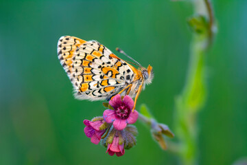 Macro shots, Beautiful nature scene. Closeup beautiful butterfly sitting on the flower in a summer garden.