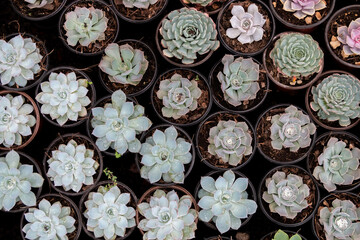 Variety of cactus plants, succulents arranged harmoniously