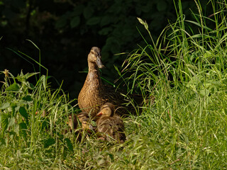 brown duck mom with ducklings hiding in sunny high grass