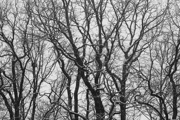 Fototapeta na wymiar silhouette of trees