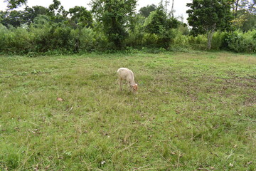 Cow in the field