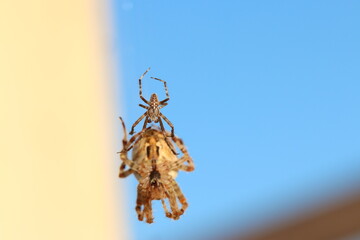 Kreuzspinne bei der Paarung Makro Makrofotografie Spinne Spinnen