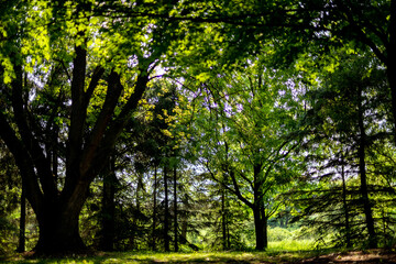 Trees in Michigan. 