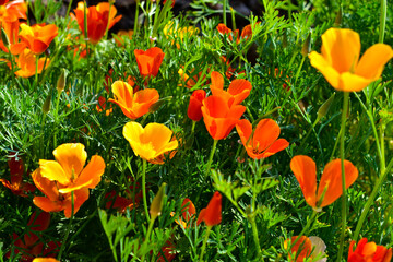 Bright and beautiful flowers Eshsholtsiya red purple