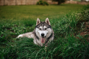 Portrait of gorgeous Siberian Husky dog standing in the bright enchanting fall forest