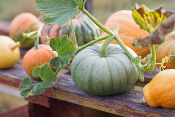 green and orange pumpkins in garden or on fair. autumn harvest time. natural fall background.