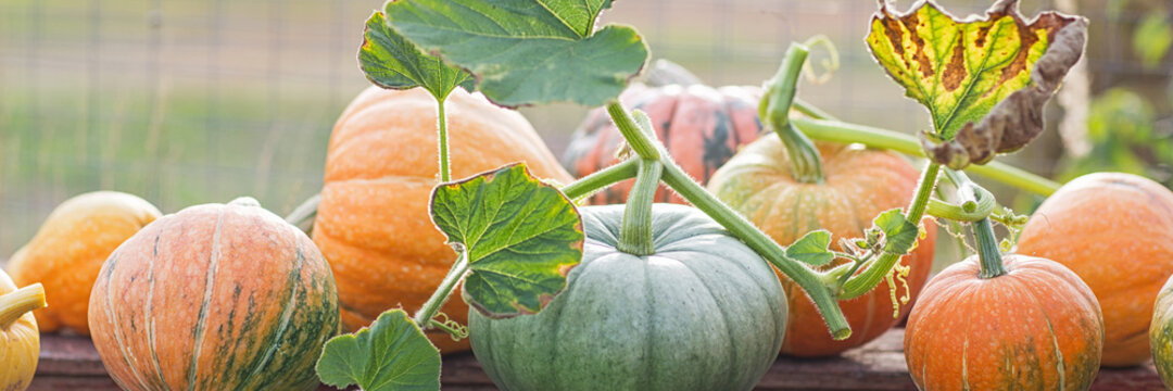 Green And Orange Pumpkins In Garden Or On Fair. Autumn Harvest Time. Natural Fall Background.