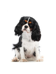 cute spaniel dog sitting and looking at camera on isolated white background