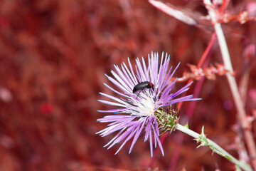 macro, nature, red, insect