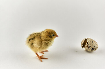 Newborn quail chick with eggshell