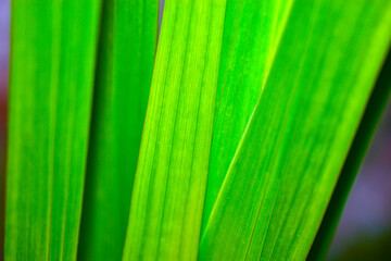 Green leaves of a veined plant close up