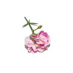 Pink carnation flower on white background