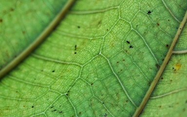Green Leaf texture nature background 