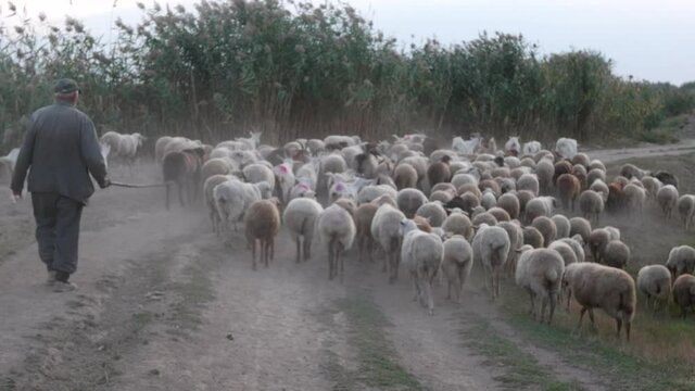 rural shepherd drives sheep, goats and rams to pasture. Sunrise light. Backlighting in dust and fog