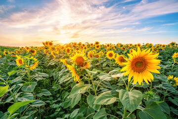 Sunflower field at sunset under dramatic sky