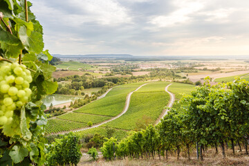 Weinrebe am Hang mit Traubenfrucht und Landschaftsblick vom Weinberg