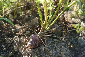 Carrot or Daucus carota seeds are planted in the garden.