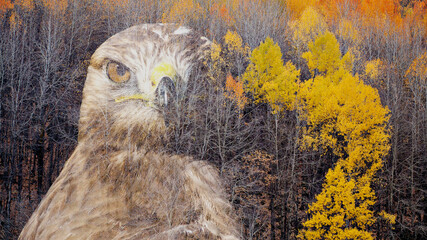 Nature and bird of prey. Creative abstract nature. Double exposure.