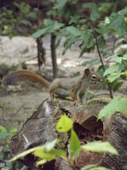 squirrel in the tree