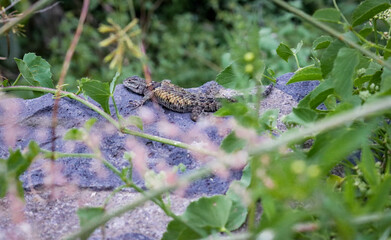Lizard on a rock