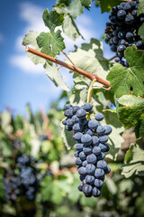 Fototapeta premium vin et vignoble