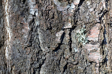 Bark of an old birch close-up. Wood surface. Nature texture.