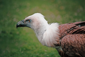 Side view of head of Griffon Vulture looking ahead. Gyps rueppellii, portrait