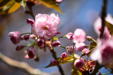 Fototapeta na wymiar Vivid color of Cherry Blossom or Sakura flower on blue sky background soft focus