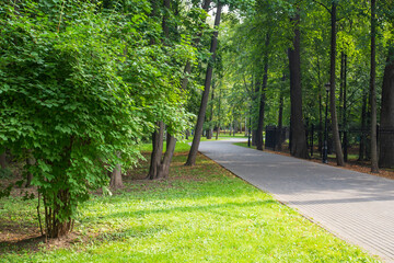 Park in the city in summer. Trees and a path in the Park.