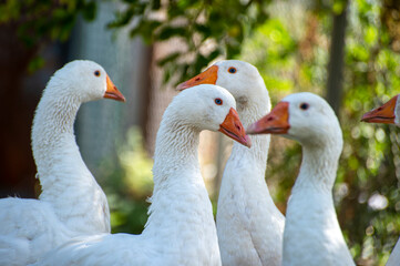 group of geese
