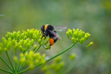 Bumblebee collects nectar on a yellow flower. Bumblebee collects nectar from a flower.