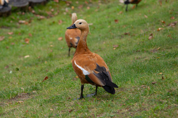 Duck on the lawn in the Park next to the lake.