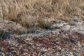 wild dry grass in autumn season as background, bright landscape