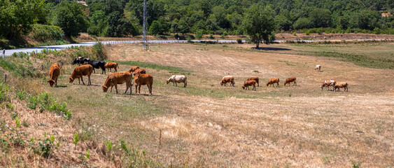 View of cows and oxen grazing on green pasture farm
