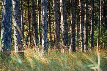 forest on a bright day - beautiful autumn landscape and wildlife