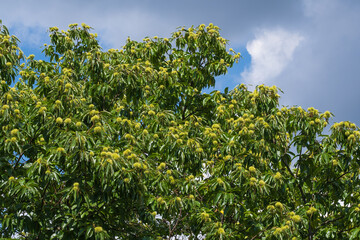 Fototapeta na wymiar A tree with chestnuts in front of a blue sky in the Rheingau / Germany