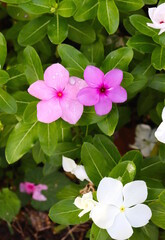 Impatiens Pink