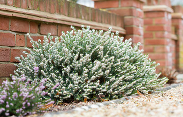 Fototapeta na wymiar Heathers, heather plants in flower in a garden, UK