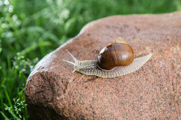 Big grape snail is walking on the red stone.