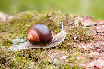 Garden snail on the surface of old stump with moss in a natural environment. Helix pomatia. Close-up images.