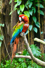 Fototapeta na wymiar Parrot on a Branch