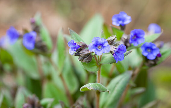 Pulmonaria blue ensign flowers, lungwort plants