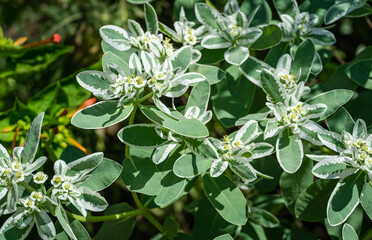 Obraz premium Euphorbia marginata with green and white leaves. Euphorbia commonly known as snow-on-the-mountain, smoke-on-the-prairie, variegated spurge, or white margined spurge.