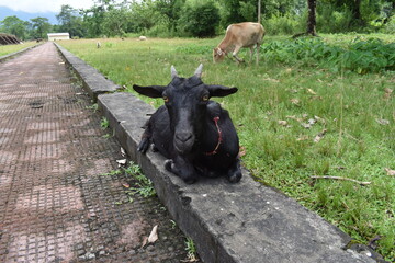 goat on the road