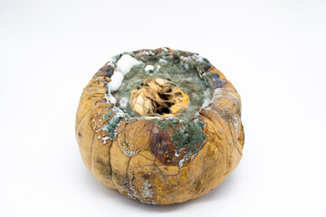 Close-up of a rotten pumpkin covered with green and white mold on a white background