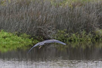 bird in flight