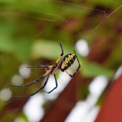 Obraz premium Garden Spider
