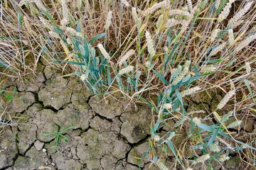 Wheat growing out of a dry cracked piece of earth.