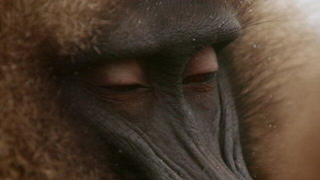 Gelada monkey, Ethiopia