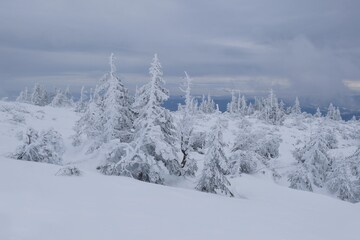 Beautiful winter mountain views during a snowshoe hike along the red ridge trail towards Velka Chochula Peak in the Low Tatras, Slovakia - frozen trees by the trail